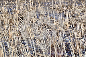 Male Red-winged Blackbird (Agelaius phoeniceus) perched along hiking trail at Tiny Marsh