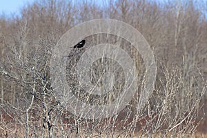 Male Red-winged Blackbird (Agelaius phoeniceus) perched on bare tree along hiking trail at Tiny Marsh