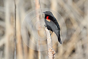 Male Red-winged Blackbird