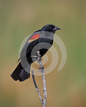 Male Red-winged Blackbird Agelaius phoeniceus perched on a branch photo