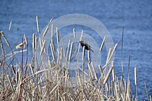 Male Red-winged Blackbird (Agelaius phoeniceus) perched on cattail at Tiny Marsh