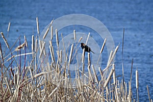 Male Red-winged Blackbird (Agelaius phoeniceus) perched on cattail at Tiny Marsh