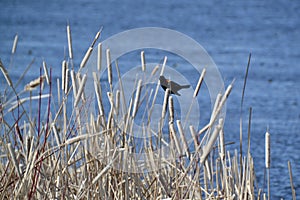 Male Red-winged Blackbird (Agelaius phoeniceus) perched on cattail at Tiny Marsh