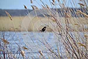 Male Red-winged Blackbird (Agelaius phoeniceus) perched on Common Reed (Phragmites australis) at Tiny Marsh