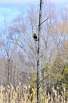 Male Red-winged Blackbird (Agelaius phoeniceus) perched on tree along hiking trail at Bear Creek