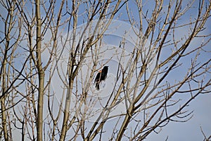 Male Red-winged Blackbird (Agelaius phoeniceus) perched on tree branch