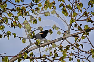 Male Red-winged Blackbird (Agelaius phoeniceus) perched on tree branch