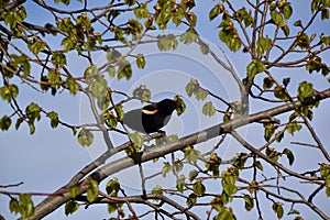 Male Red-winged Blackbird (Agelaius phoeniceus) perched on tree branch
