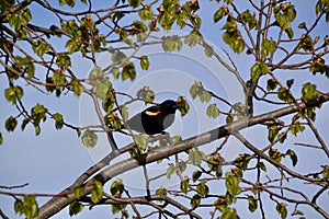 Male Red-winged Blackbird (Agelaius phoeniceus) perched on tree branch