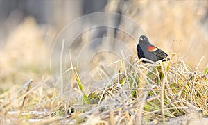 Male Red-winged Blackbird - Agelaius phoeniceus - perched on a tussock