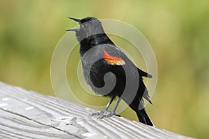 Male Red-winged Blackbird