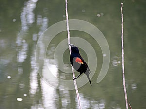 Male red-winged blackbird, Agelaius phoeniceus, on a stick with water behind photo