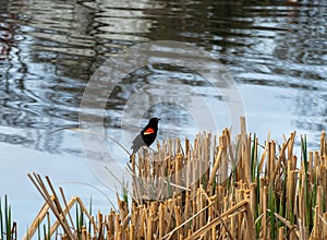 Male red-winged blackbird, Agelaius phoeniceus, on a stick with water behind photo