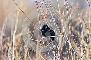 Male Red-winged Blackbird in Alamosa National Wildlife Refuge