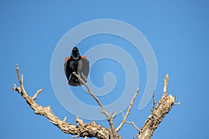 Male Red-winged Blackbird in Alamosa National Wildlife Refuge