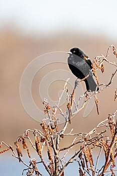 Male Red-winged Blackbird Alelaius phoeniceus perched on a branch in April
