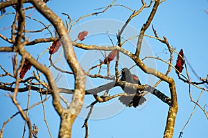 Male Red-winged Blackbird Alelaius phoeniceus perched on a sumac branch calling for a female