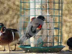 Male Red-Winged Blackbird at a bird feeder