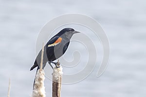 A male Red-winged blackbird Bird, a passerine bird of the family Icteridae found in most of North America photo