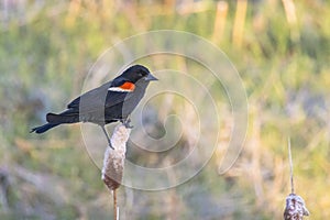 A male Red-winged blackbird Birds, a passerine bird of the family Icteridae found in most of North America and much of Central