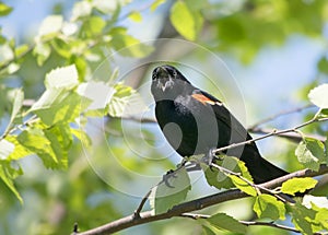 Male Red-Winged blackbird calls out