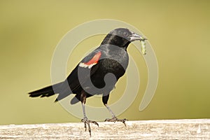 Male Red-winged Blackbird with caterpillar in its beak