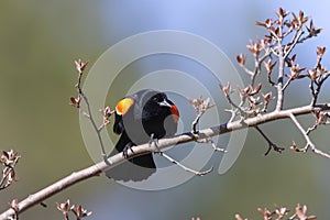 Male Red-winged Blackbird displaying its wing epaulets