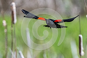 Male Red-winged Blackbird in Flight