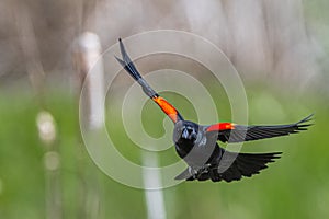Male Red-winged Blackbird in Flight