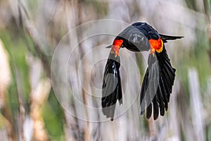 Male Red-winged Blackbird in Flight