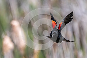 Male Red-winged Blackbird in Flight