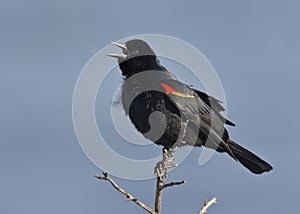 Male Red-winged Blackbird - Florida