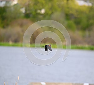 Male Red-winged Blackbird  flying