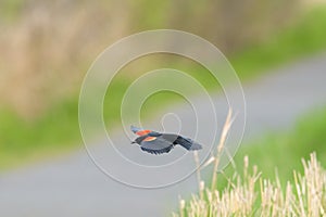 Male Red-winged Blackbird  flying