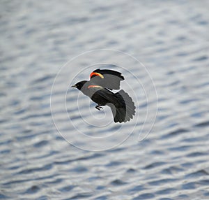 Male Red-winged Blackbird  flying