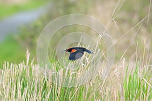 Male Red-winged Blackbird  flying