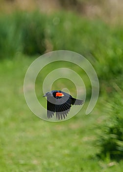 Male Red-winged Blackbird flying