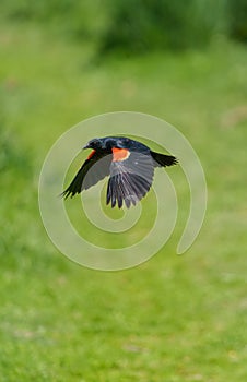 Male Red-winged Blackbird flying