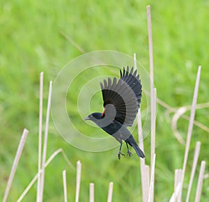 Male Red-winged Blackbird  flying