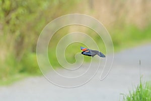 Male Red-winged Blackbird  flying