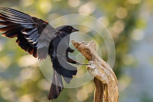 Male Red Winged Blackbird lights on wooden perch