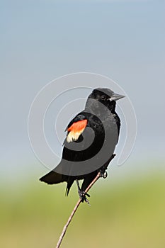 Male Red Winged Blackbird.