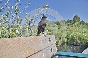 A male red-winged blackbird perched on the bench.  Burnaby BC Canada