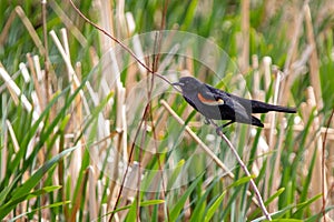 Male Red Winged Blackbird Perched on Branch