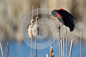 Male Red-winged Blackbird