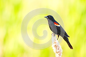 Male Red-winged blackbird is perched on the reed in spring