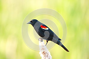 Male Red-winged blackbird is perched on the reed in spring