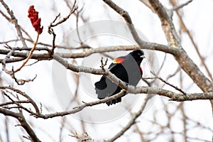 Male Red-winged Blackbird perched on a sumac branch singing for a female