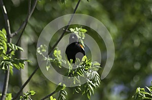A male Red-winged Blackbird perched on a tree branch