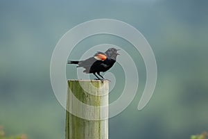 Male red-winged blackbird perched on a wooden post.